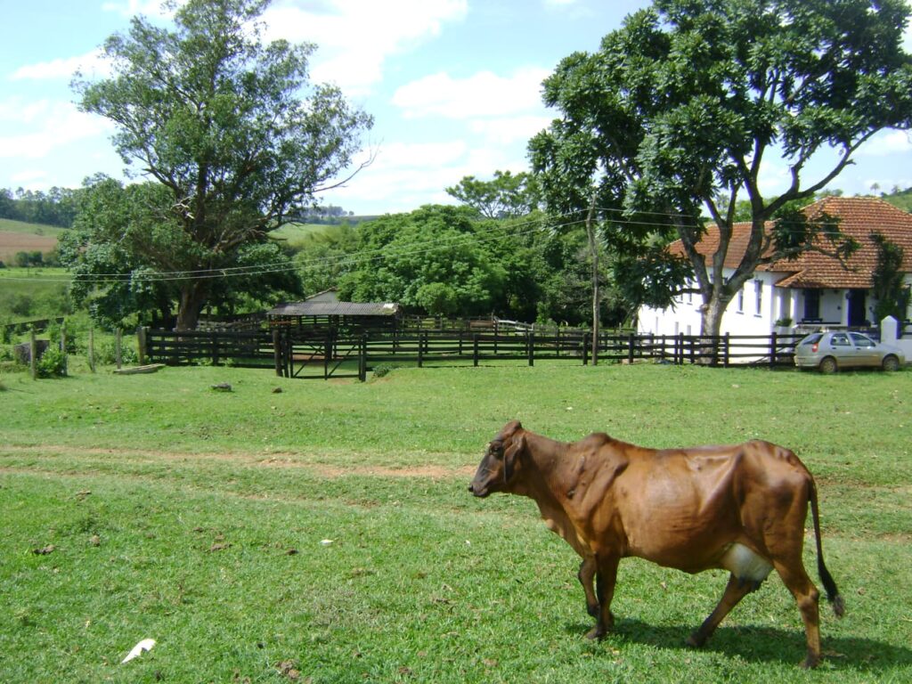Fazenda – Passos - Imagem 7